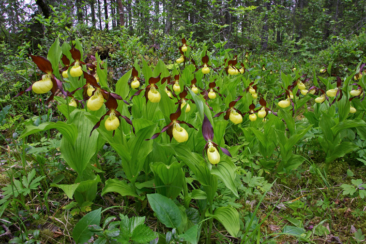Lady's slipper orchid (Cypripedium calceolus) en masse in woodland. Norway, June